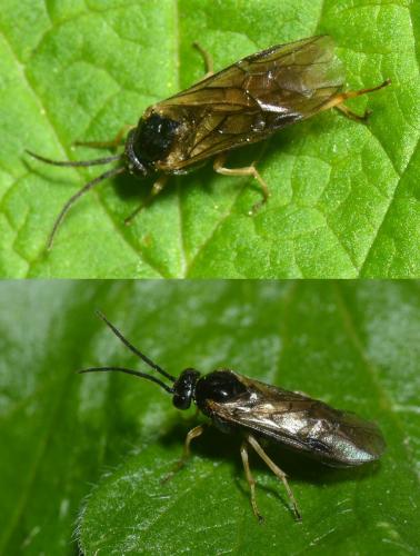 Réf. 133 486 : Pristiphora appendiculata