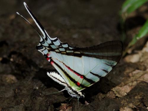 Eurytides agesilaus