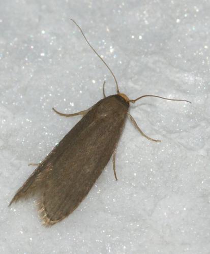 Réf. 133 342 : Achroia grisella