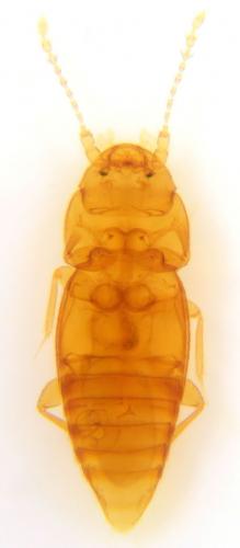 Réf. 133 593 : Ptinella errabunda