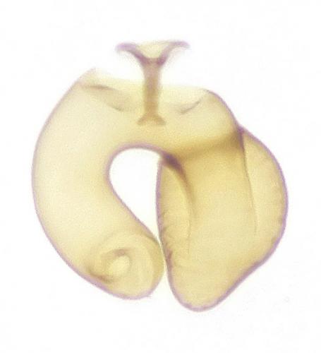 Réf. 133 631 : Ptinella errabunda