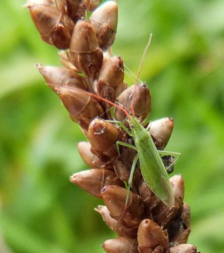 Réf. 133 478 : Trigonotylus sp.