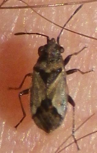 Nysius huttoni