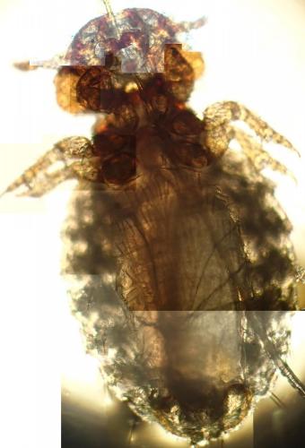 Réf. 133 817 : Trichodectes canis