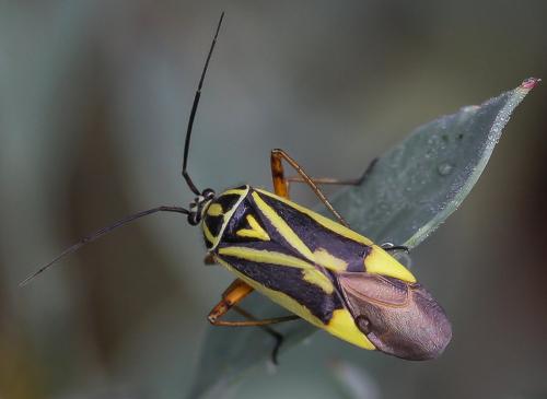 Brachycoleus decolor