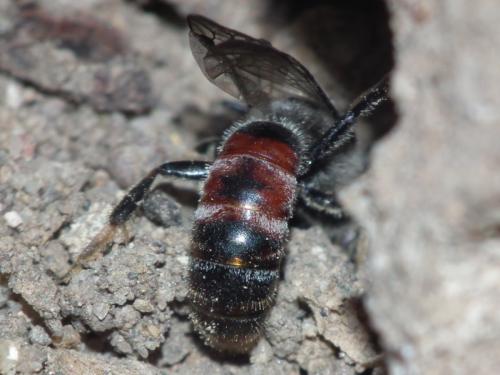 Réf. 133 059 : Lasioglossum sp.
