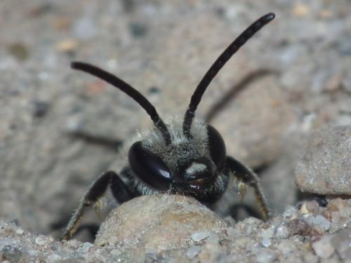Lasioglossum sp.