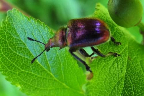 Rhynchites auratus