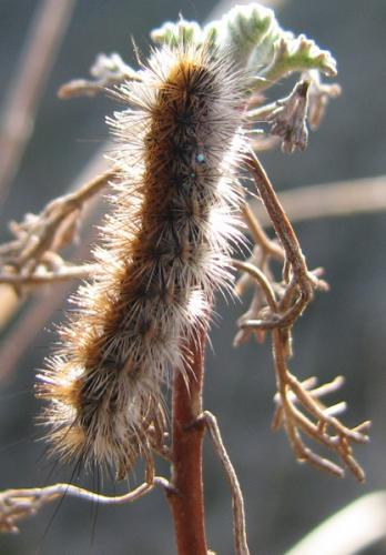 Réf. 133 811 : Rhyparia purpurata