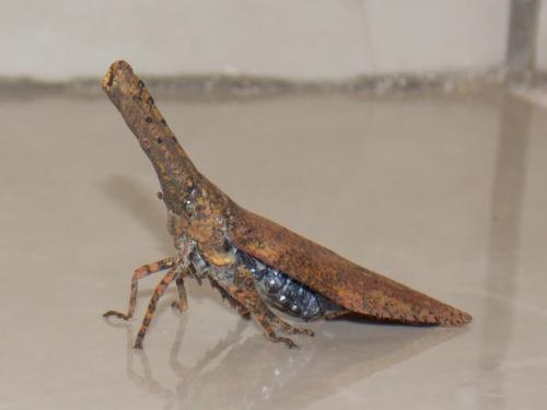 Zanna sp.