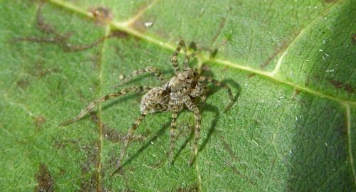 Pardosa sp.