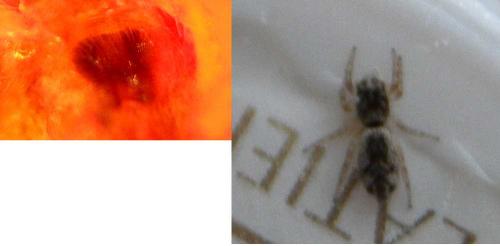 Salticus sp.