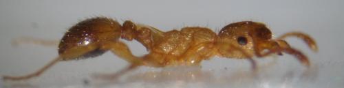 Réf. 133 411 : Myrmica ruginodis