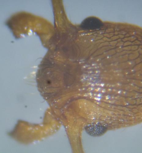Réf. 133 412 : Myrmica ruginodis