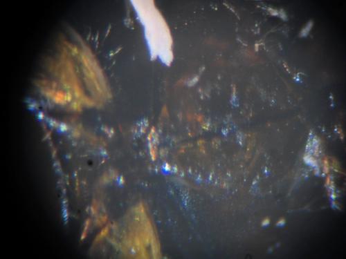 Melinopterus consputus