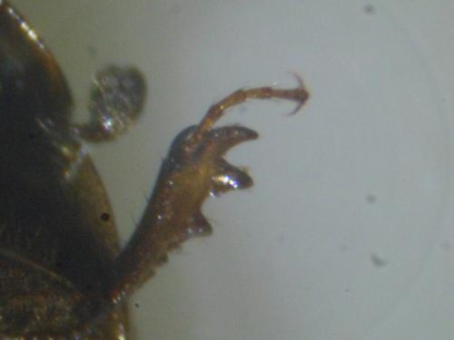 Melinopterus consputus
