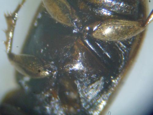 Réf. 133 415 : Melinopterus consputus