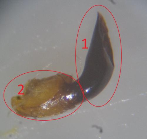 Oulema sp.