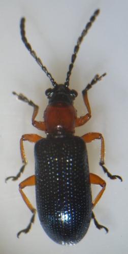 Réf. 133 405 : Oulema sp.
