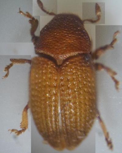 Réf. 133 489 : Hylesinus crenatus