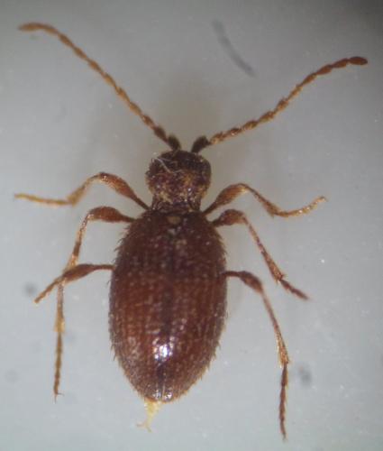 Ptinus latro