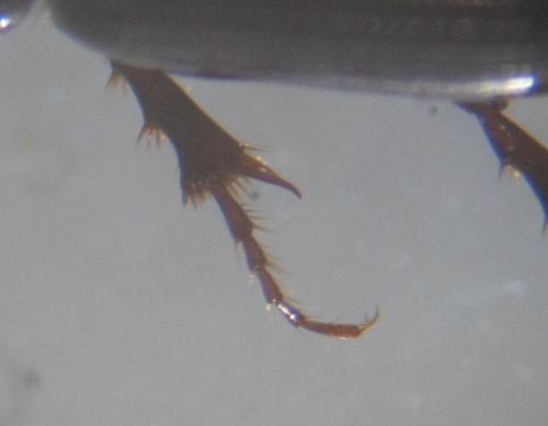 Réf. 133 436 : Calamosternus granarius