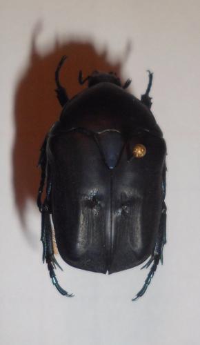 Potosia opaca
