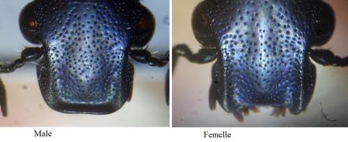 Potosia opaca