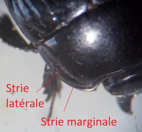 Margarinotus merdarius