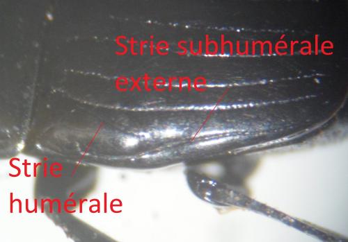 Margarinotus merdarius
