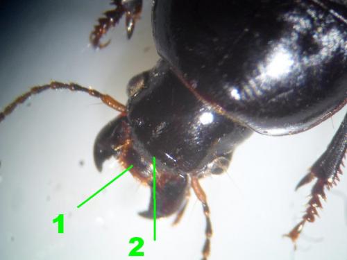 Réf. 133 442 : Harpalus serripes