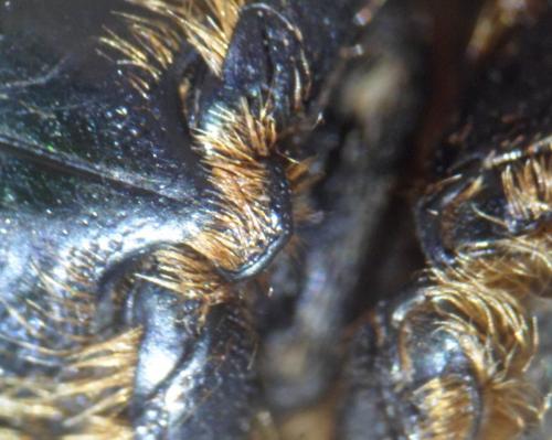 Réf. 133 441 : Netocia sardea