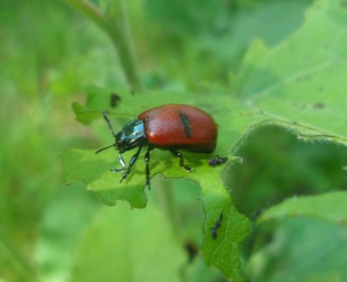 Chrysomela tremula