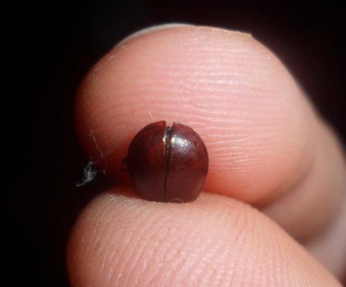 Chrysomela tremula