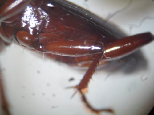 Pterostichus honnoratii