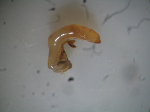 Pterostichus honnoratii