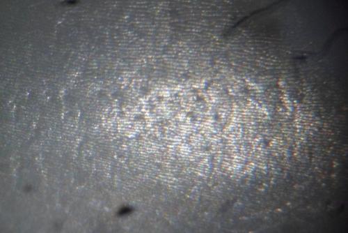 Agabus bipustulatus