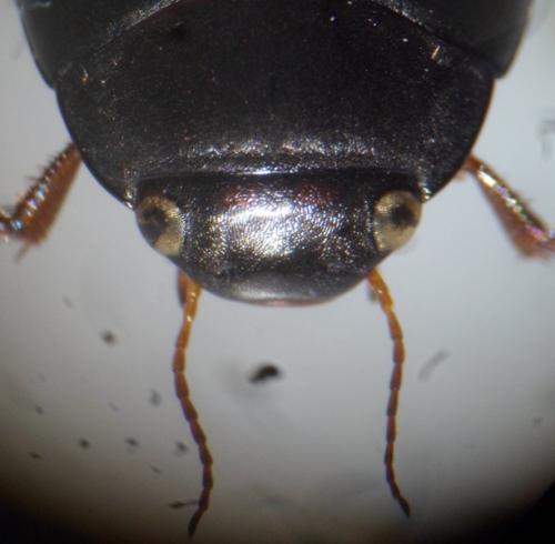 Agabus bipustulatus