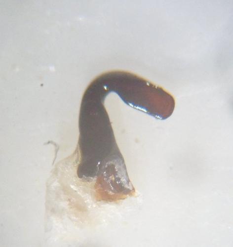 Pterostichus cristatus