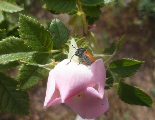 Réf. 133 831 : Labidostomis lusitanica