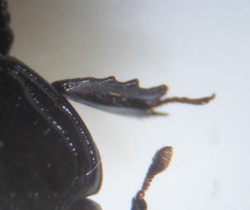 Margarinotus merdarius