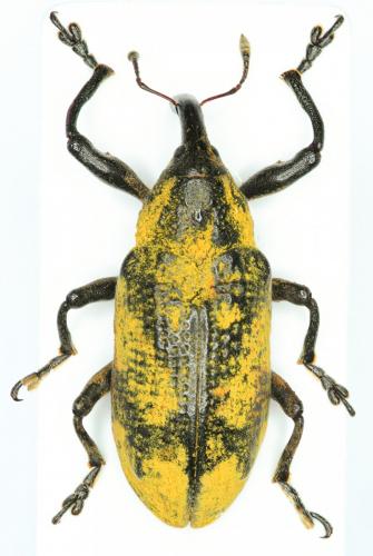 Ileomus sp.