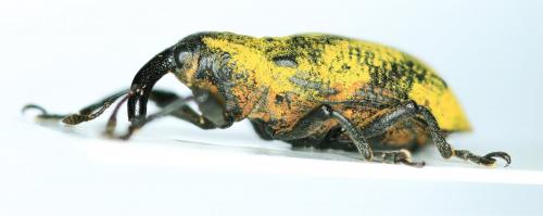 Ileomus sp.