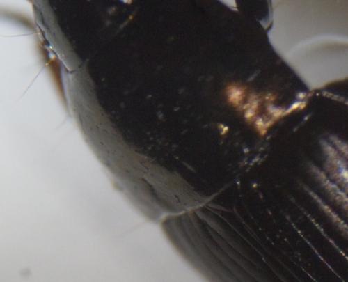 Amara sp.