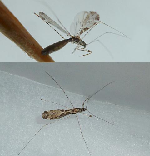Empicoris baerensprungi