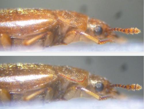 Réf. 133 632 : Antherophagus pallens
