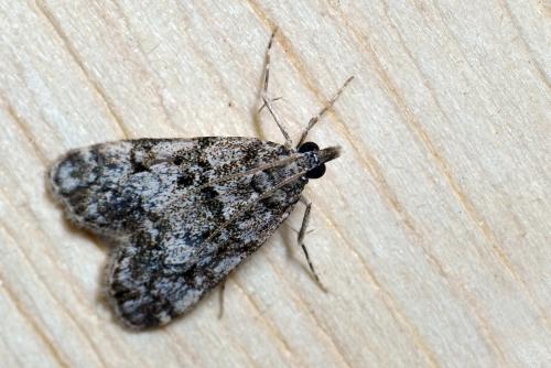 Réf. 133 357 : Eudonia sp.