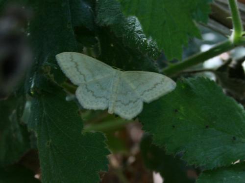 Réf. 133 383 : Scopula floslactata