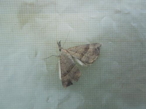 Hypena proboscidalis