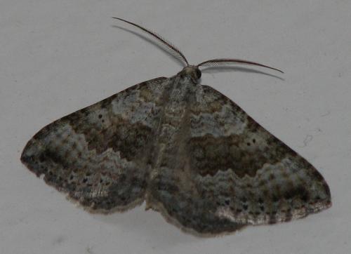 Scotopteryx bipunctaria